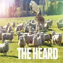 the heard
